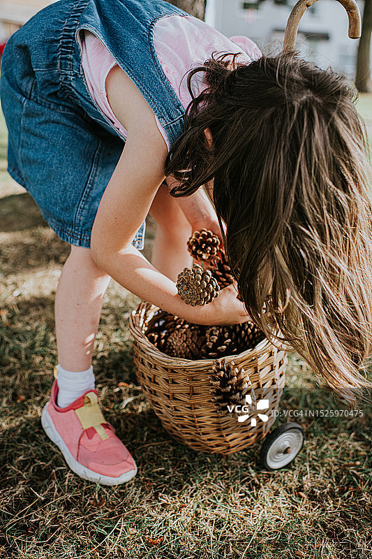 小女孩收集松果，把它们放进带轮子的柳条筐里图片素材
