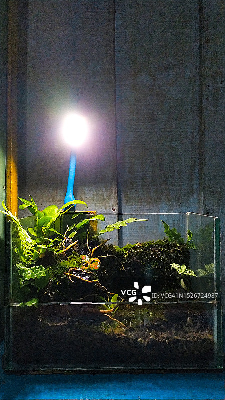 水族箱中的植物图片素材