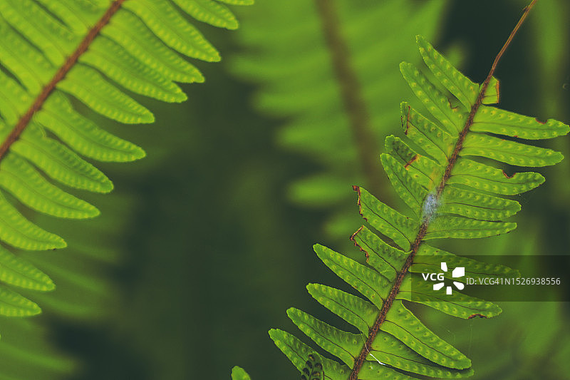 植物特写图片素材