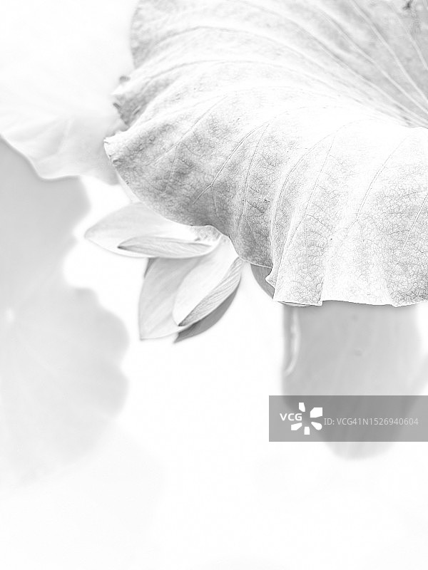 莲花素描图片素材