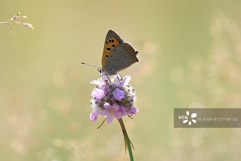 红灰蝶图片素材