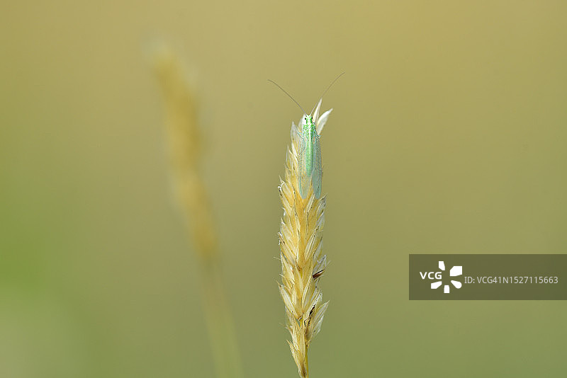 草蛉科图片素材