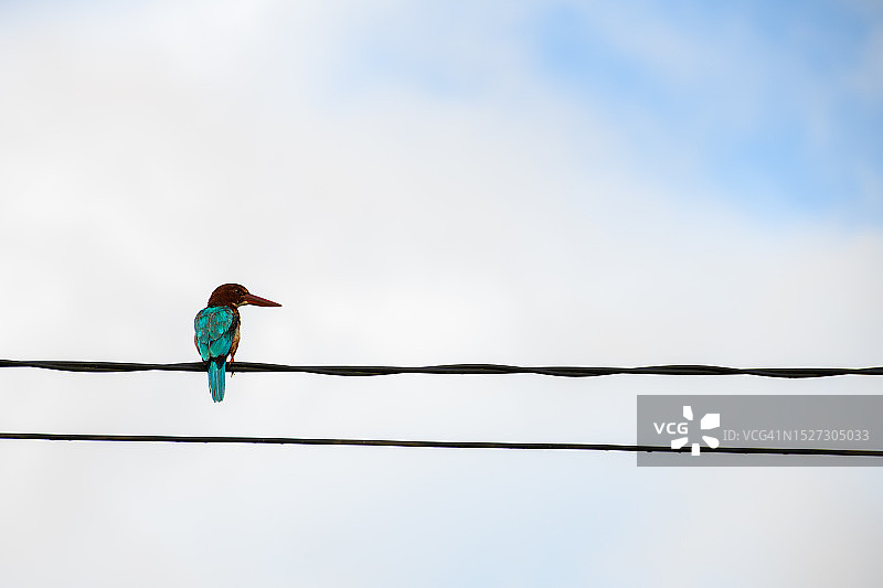 美丽的白喉翡翠鸟站在电线上图片素材