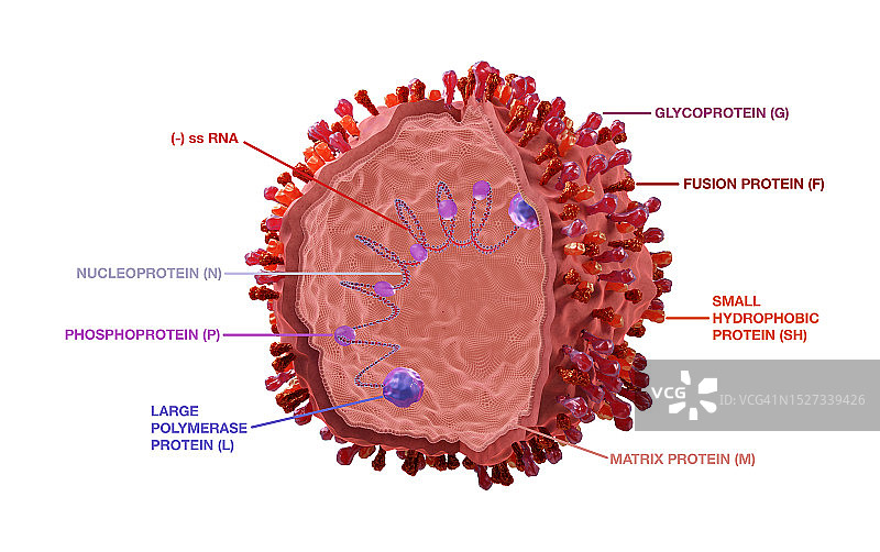 呼吸道合胞病毒示意图图片素材