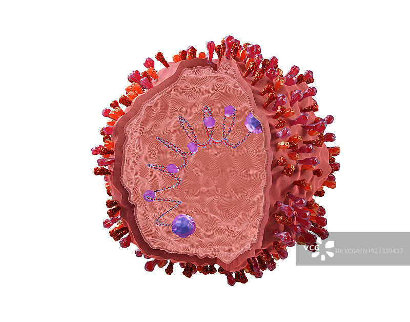 呼吸道合胞病毒示意图图片素材