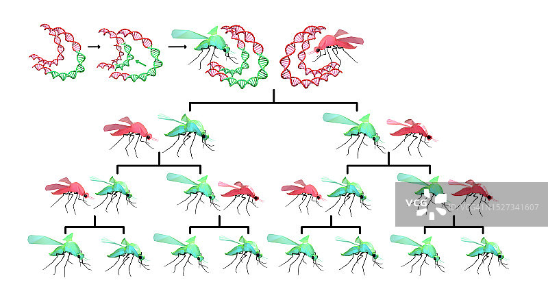 转基因蚊子家谱树插图图片素材