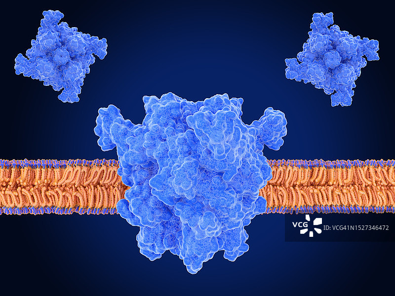 瞬时受体电位通道TRPM7插画图片素材