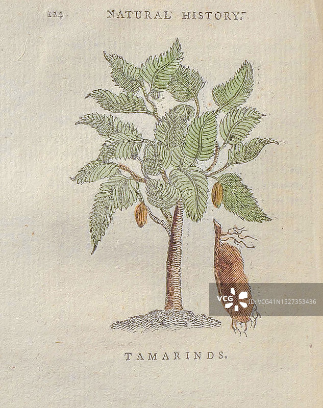 罗望子（Tamarindus indica）18世纪插图图片素材