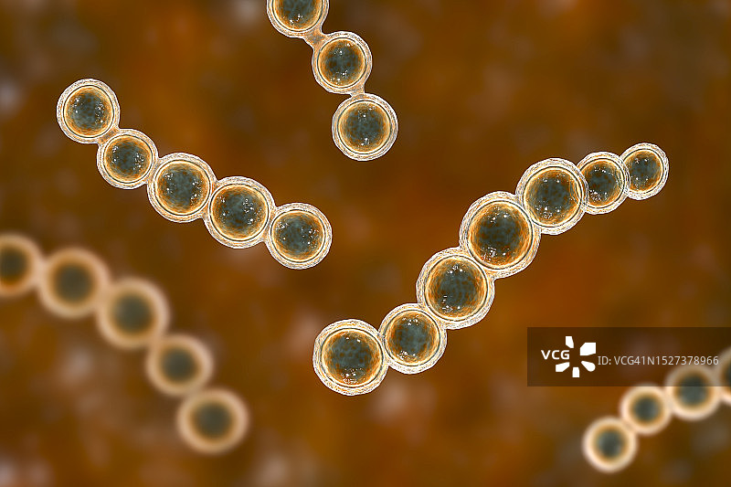 洛波氏菌病真菌插图图片素材