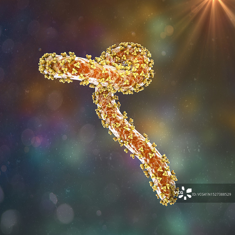 马尔堡病毒，图示图片素材