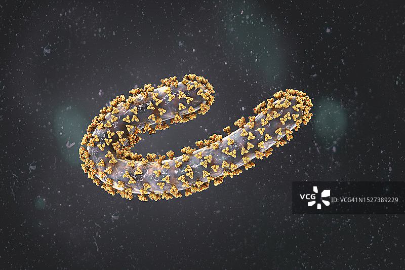 马尔堡病毒，图示图片素材