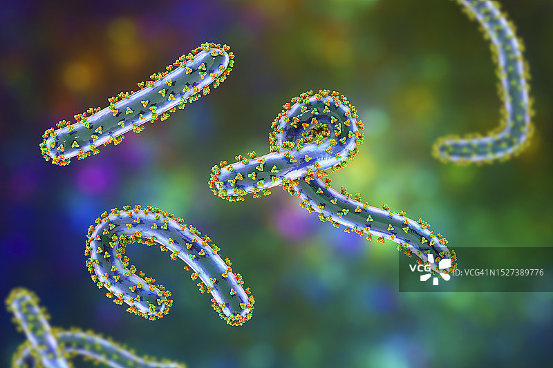 马尔堡病毒，图示图片素材