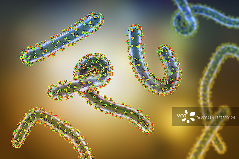 马尔堡病毒，图示图片素材