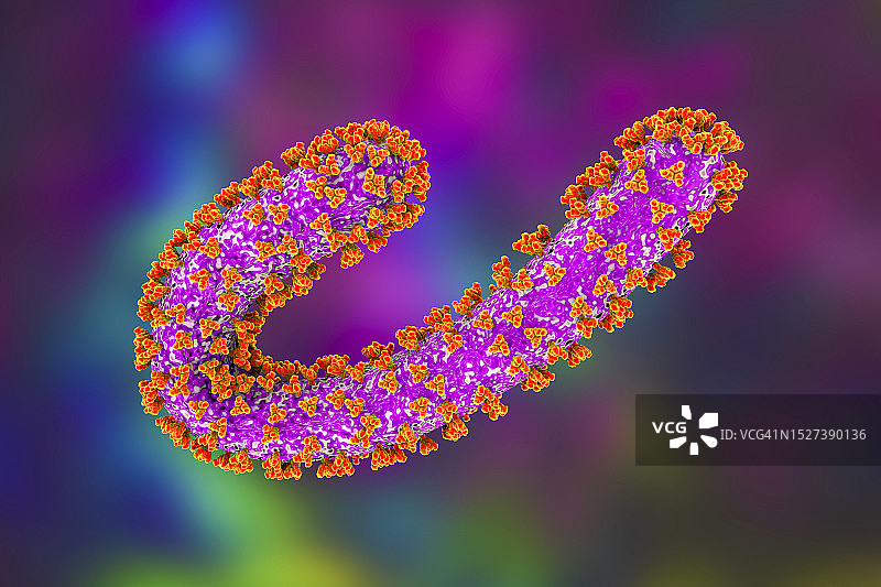 马尔堡病毒，图示图片素材