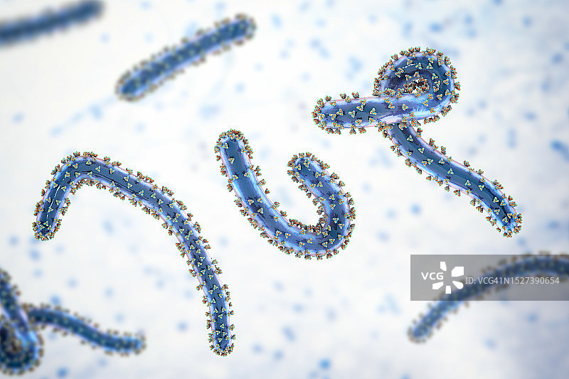 马尔堡病毒，图示图片素材