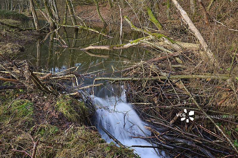河狸（欧洲河狸）在巴伐利亚奥登瓦尔德筑坝图片素材