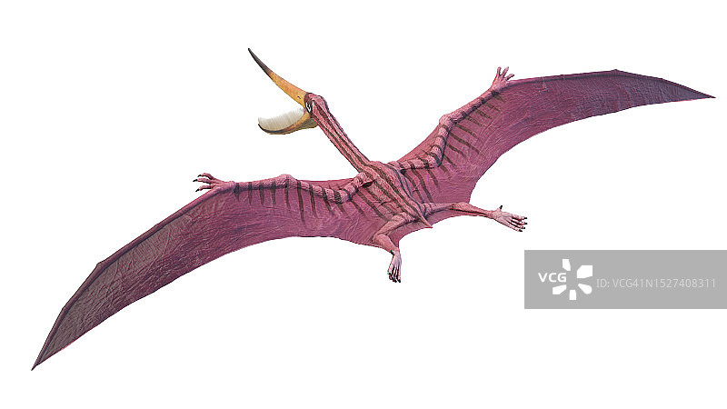 翼手龙复原图图片素材