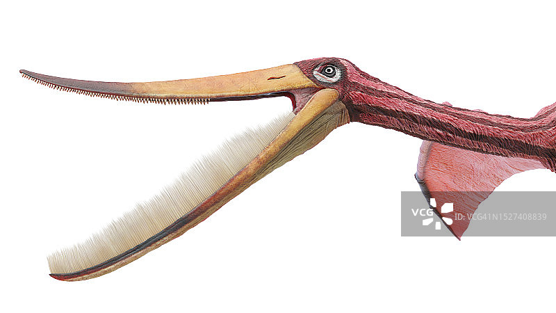 翼手龙复原图图片素材