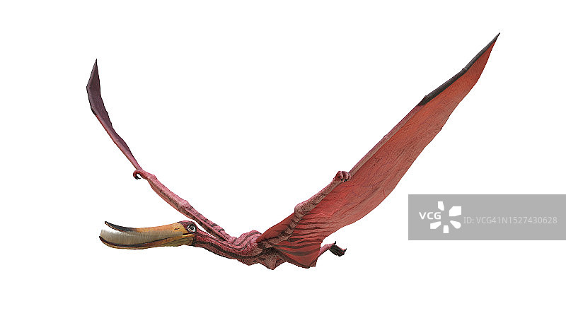 翼手龙复原图图片素材