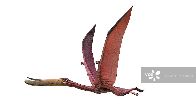 翼手龙复原图图片素材