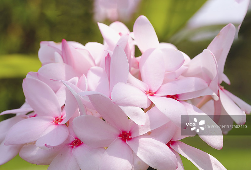 Kopsia Fruticosa花朵特写图片素材