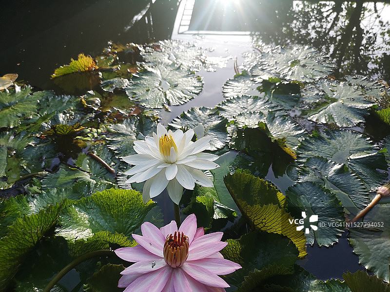 椭圆形花苞粉色花朵，花瓣中心膨胀呈锥形粉红色，绿色大叶，细长茎杆，池塘中的自然环境背景图片素材