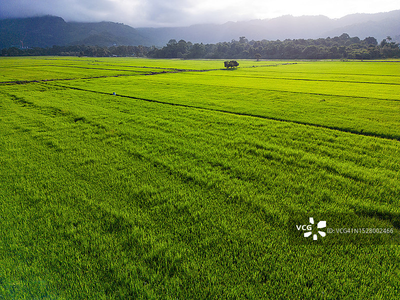 绿色稻田航拍图片素材