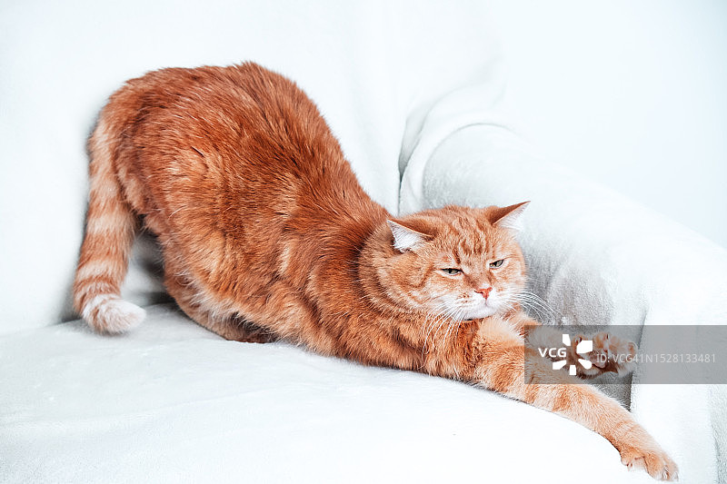 姜黄色猫咪在沙发上放松，宠物在家图片素材