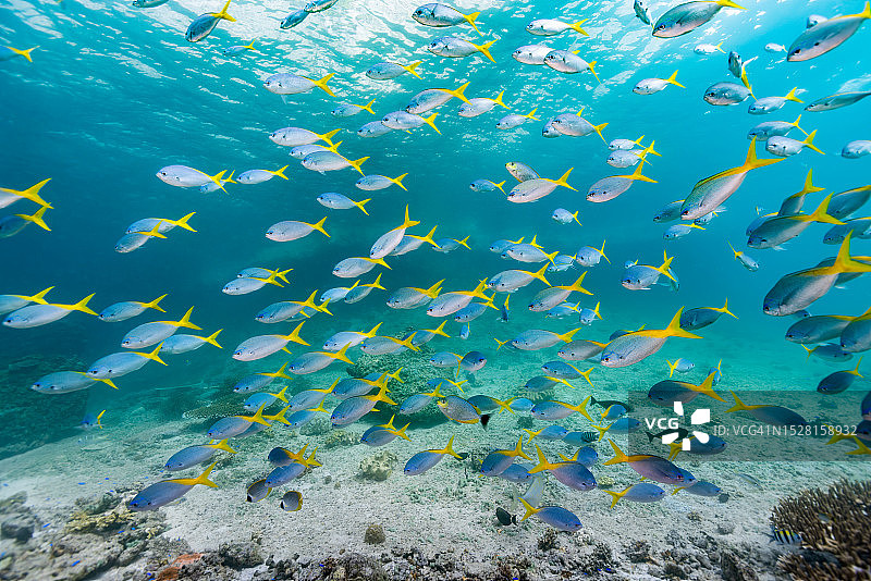 印尼特里同湾浅水区红腹黄尾鲷鱼群图片素材