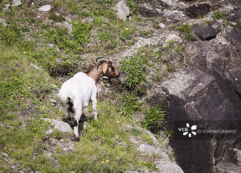 野山羊图片素材