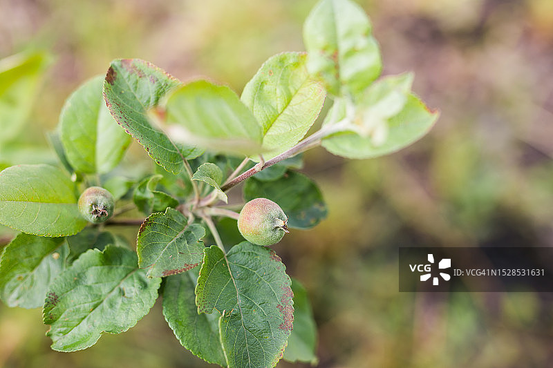 花园中树枝上生长的幼小苹果图片素材