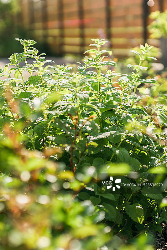夏季花园中生长的薄荷图片素材