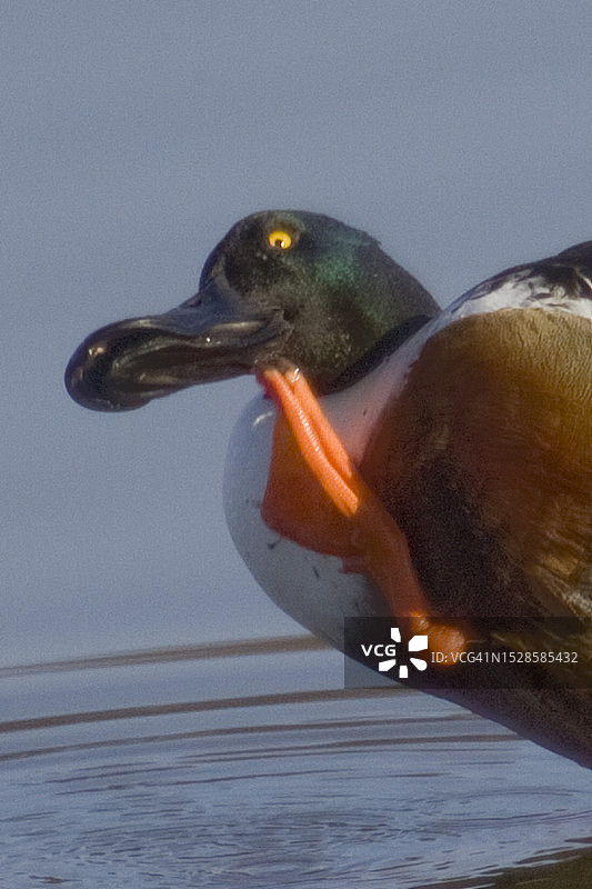 雄性琵嘴鸭近距离用脚挠痒图片素材