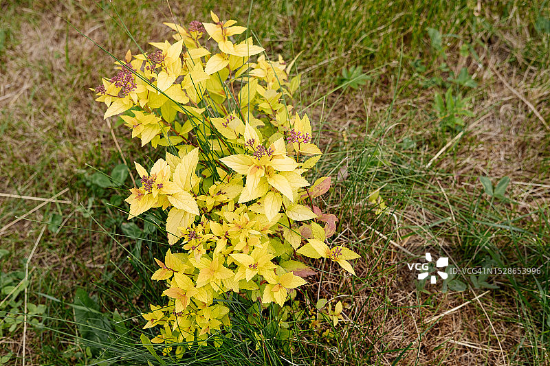 公园里黄叶的日本绣线菊灌木图片素材