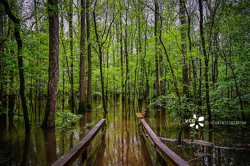 康加里国家公园被洪水淹没的木板路-南卡罗来纳州里奇兰县图片素材