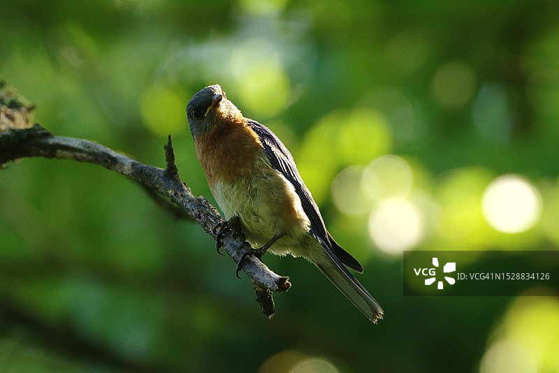 看着我的东蓝鸲图片素材