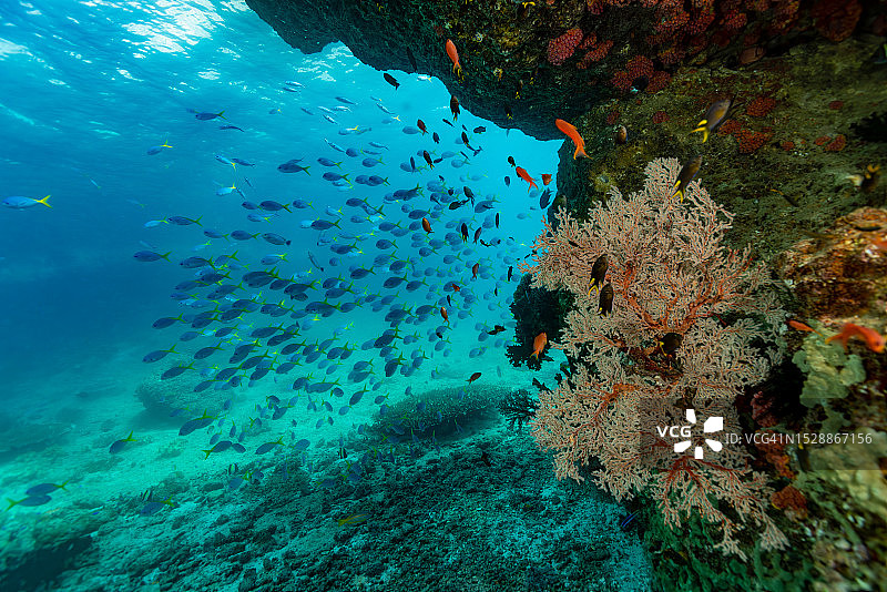 红尾鰤鱼梭鱼群，特里同湾，印度尼西亚图片素材