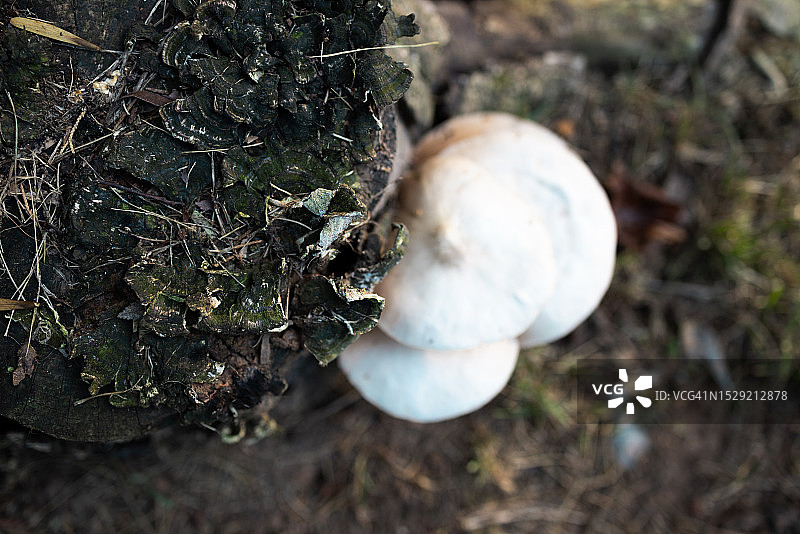 附着在老树桩上的简约伞形白色蘑菇图片素材