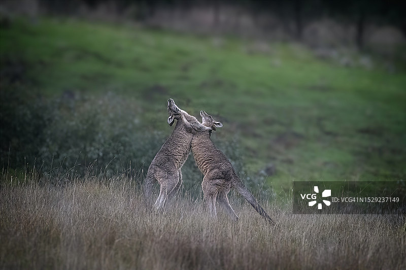 东部灰大袋鼠图片素材