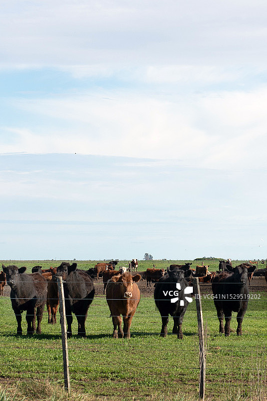 田野里的赫里福德牛和安格斯牛图片素材