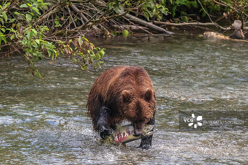 灰熊捕猎鲑鱼图片素材