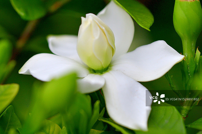 栀子花：具有浓郁香味的白色常绿灌木图片素材