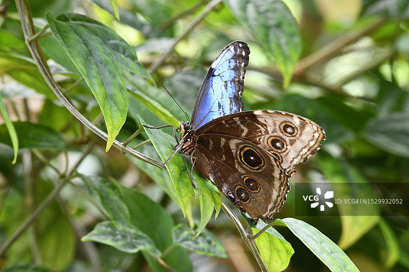 蓝闪蝶的翅膀底部图片素材