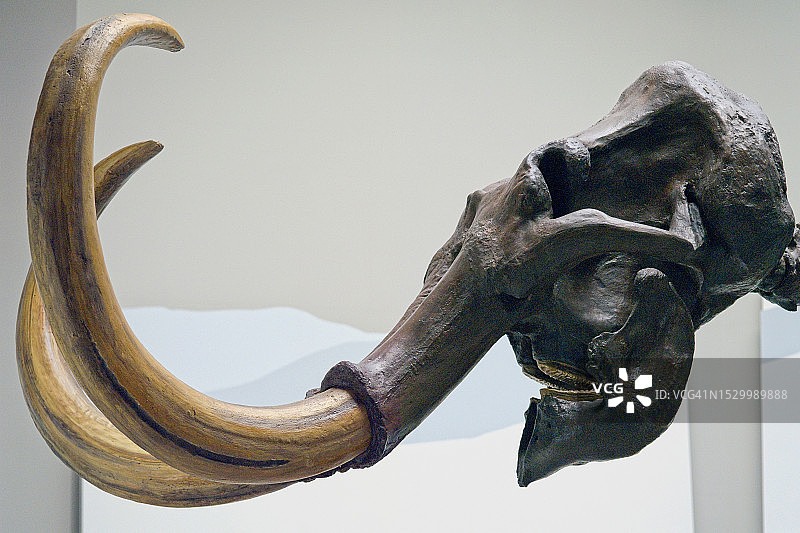 猛犸象头骨和象牙图片素材