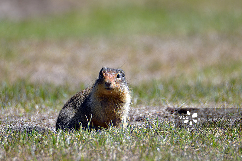 卑诗省EC Manning公园的哥伦比亚地松鼠（Urocitellus columbianus）图片素材