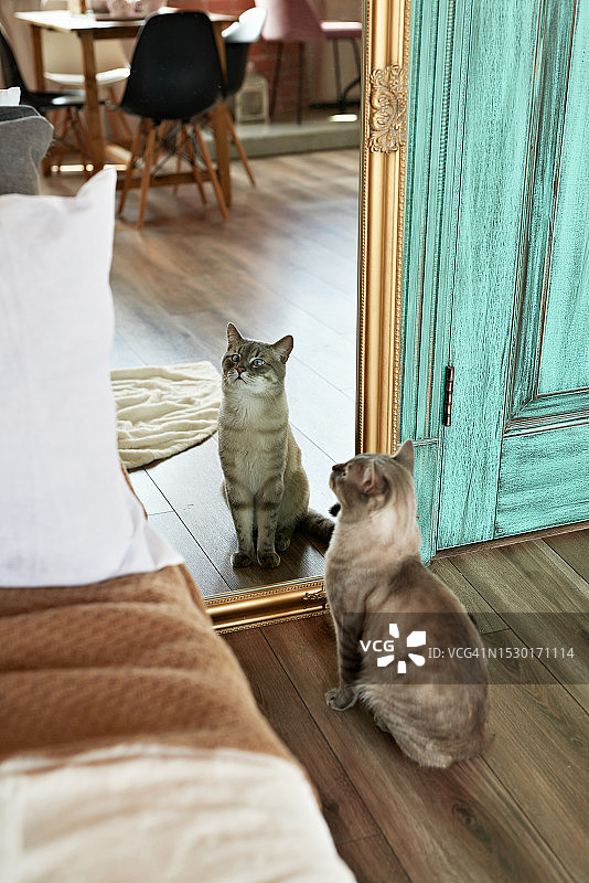 灰色猫咪坐着，蓝眼睛的美丽猫咪图片素材