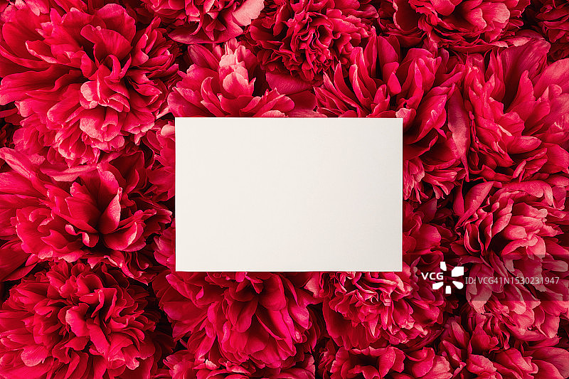 装饰性全画幅，极大化的花卉构图，带有空白白纸便签卡，红色、品红色牡丹花纹理背景上的空白贺卡、邀请函模板图片素材