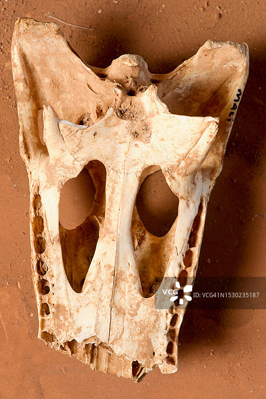 鳄鱼头骨图片素材