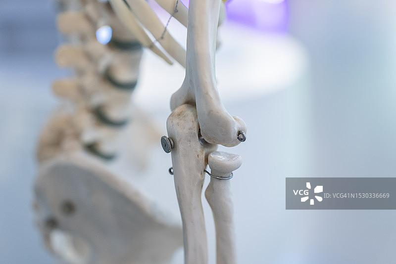 医学教育资源：人体骨骼肘部特写图片素材