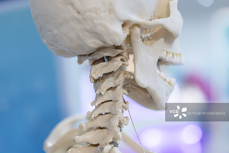 医学教育和培训用人体骨骼骷髅特写图片素材